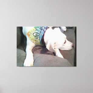 Foto på sött vitt hund som bär färgglad halsduk canvastryck