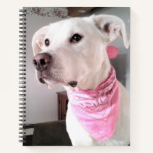 Foto på sött vitt valp-hund som bär rosa halsduk