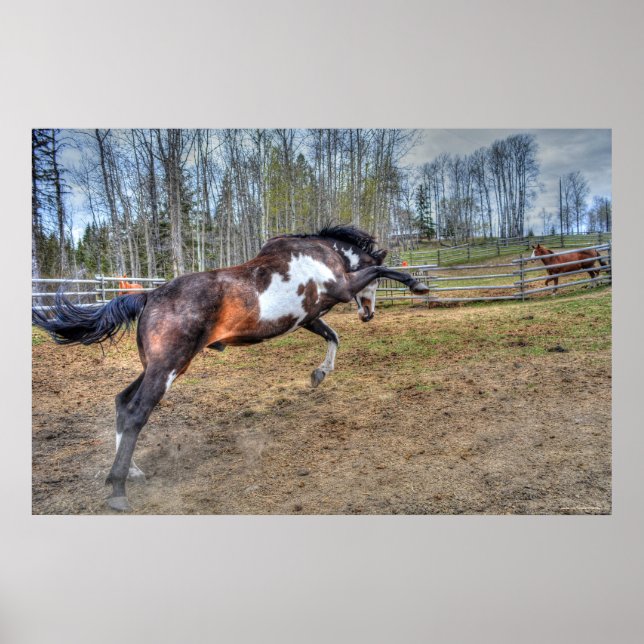 Foto på Spirated Pinto Stallion Equine Action Phot Poster (Framsidan)