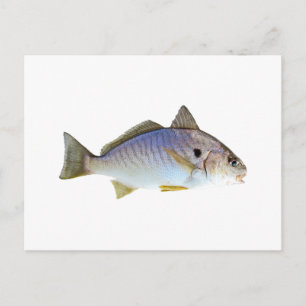 Foto på spotfisk vykort