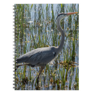 Foto på Större blåhäger vadrande i träsk Anteckningsbok