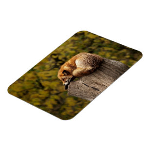 Foto på svängfolie magnet