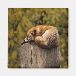 Foto på svängfolie magnet