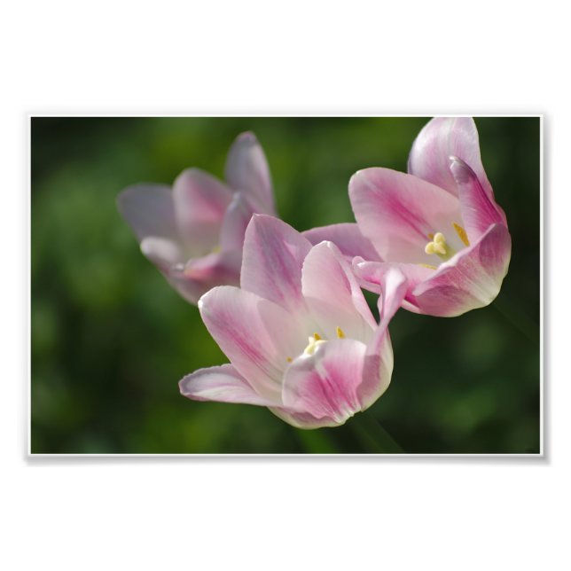 Foto på tre rosa-tulister (Framsidan)