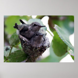 Foto på unga hummingbird poster
