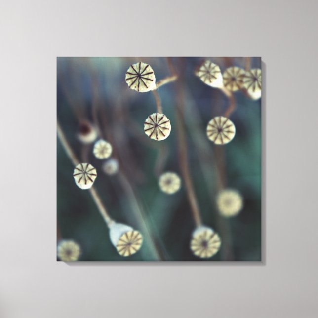 Foto på vallmofrukt canvastryck (Framsida)