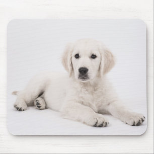 Foto på valp av Golden Retriever Musmatta