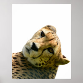 Foto på vilden från leopard cheetah poster