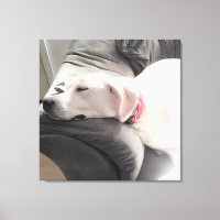 Foto på Vit Hund Spipande på soffan