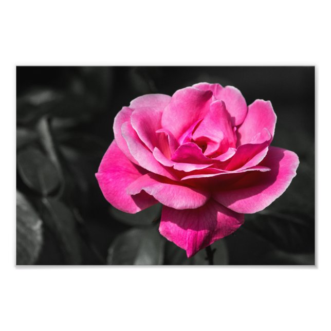 Foto Print Blomma Rosa Ros Elegans (Framsidan)