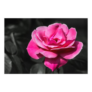 Foto Print Blomma Rosa Ros Elegans
