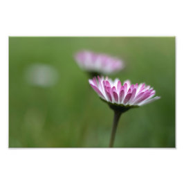 Foto Print Daisy Elegans