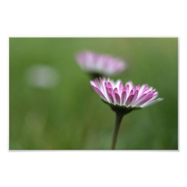 Foto Print Daisy Elegans (Framsidan)
