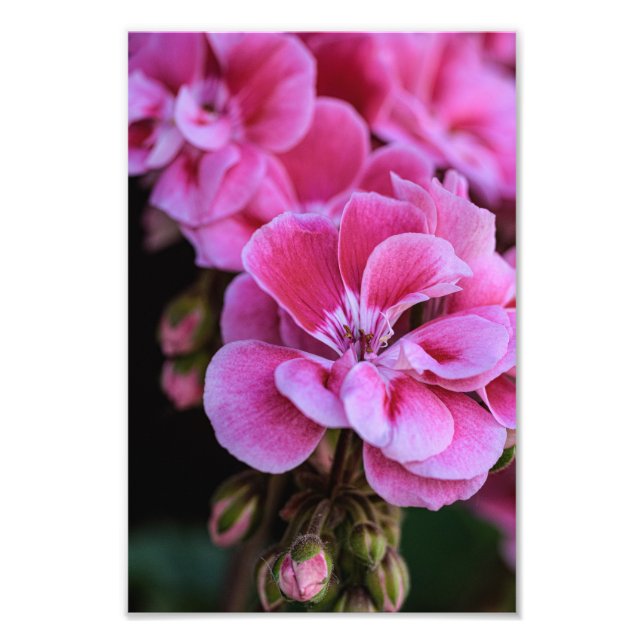 Foto Print Rosa Geraniumblommor (Framsidan)