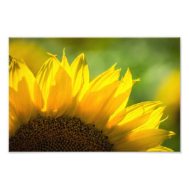 Foto Print Solros Blommig Naturfotografi