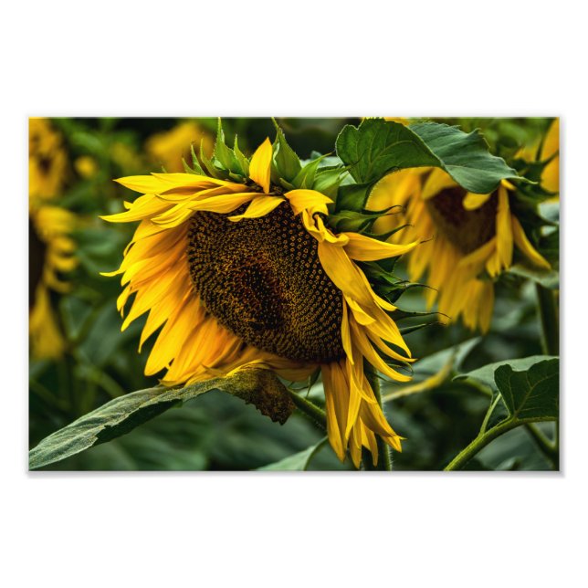 Foto Print Solros Elegans (Framsidan)