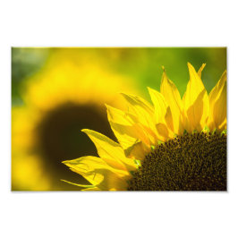 Foto Print Solros Elegans