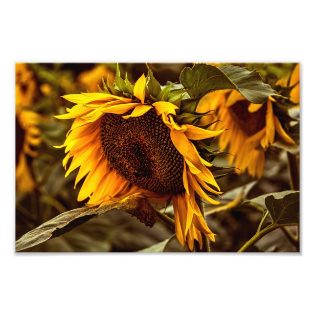 Foto Print Solros Elegans (Framsidan)