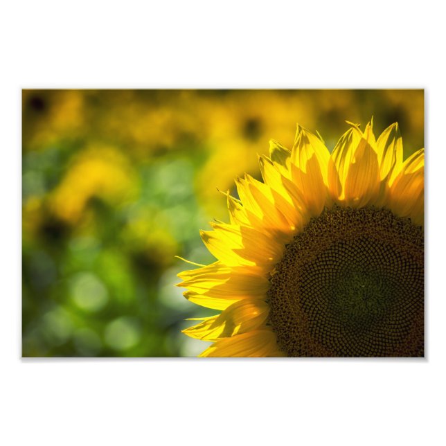 Foto Print Solros Elegans (Framsidan)