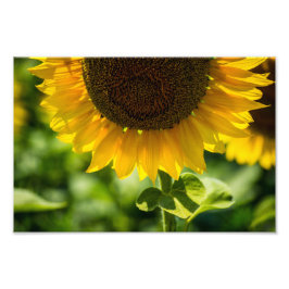 Foto Print Solros I Blomning Fotografi