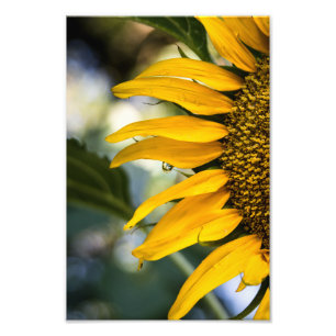 Foto Print Solros Regn Med Droppar Fotografi