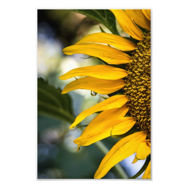 Foto Print Solros Regn Med Droppar Fotografi (Framsidan)