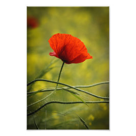 Foto Print Vallmo Blommig Naturfotografi