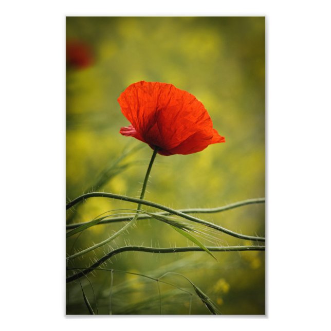 Foto Print Vallmo Blommig Naturfotografi (Framsidan)