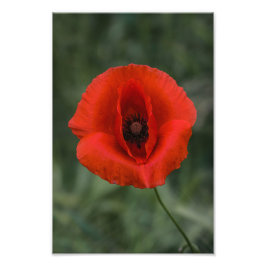 Foto Print Vallmo Blommig Naturfotografi