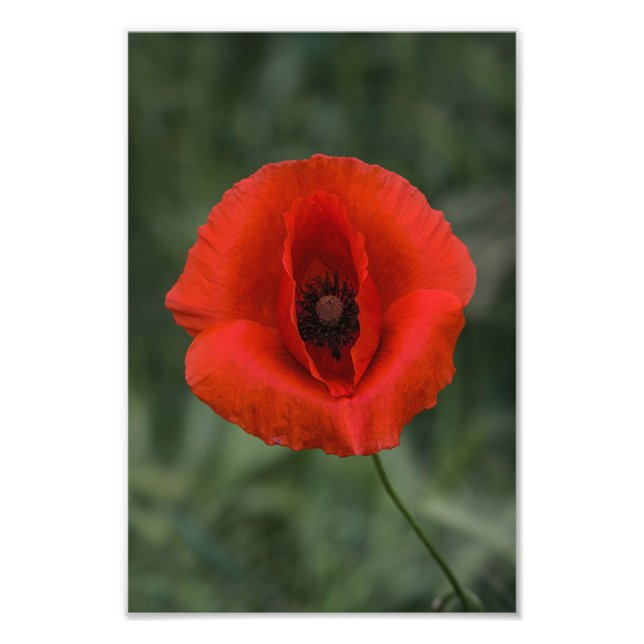 Foto Print Vallmo Blommig Naturfotografi (Framsidan)