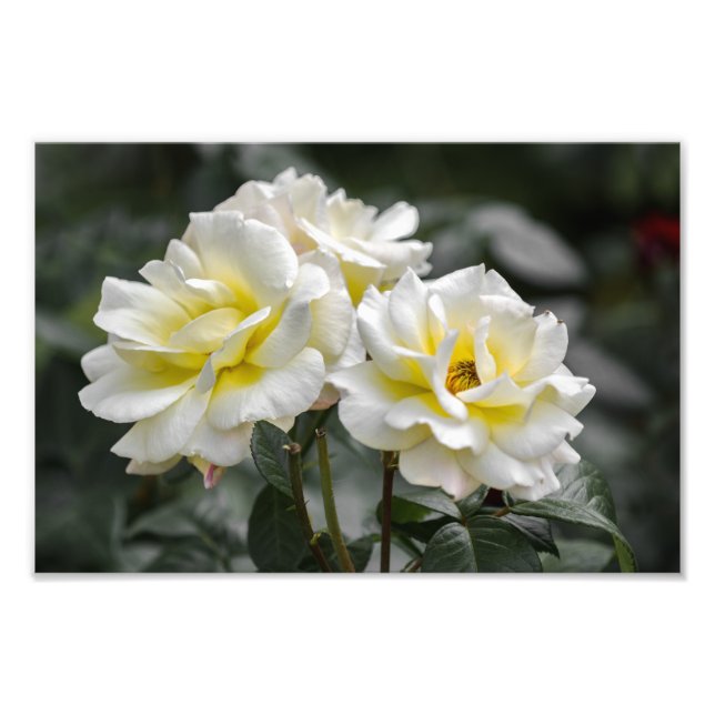 Foto Print Vit Rosor Fotografi (Framsidan)