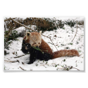 Foto - röd panda 2