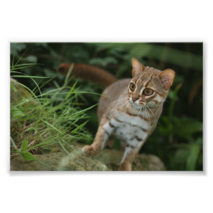 Foto - rostig prickig katt