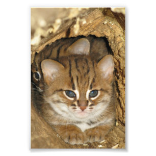 Foto - rostigt fläckig katt 2