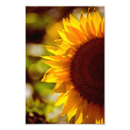 Foto Solros Blommig Naturfotografi
