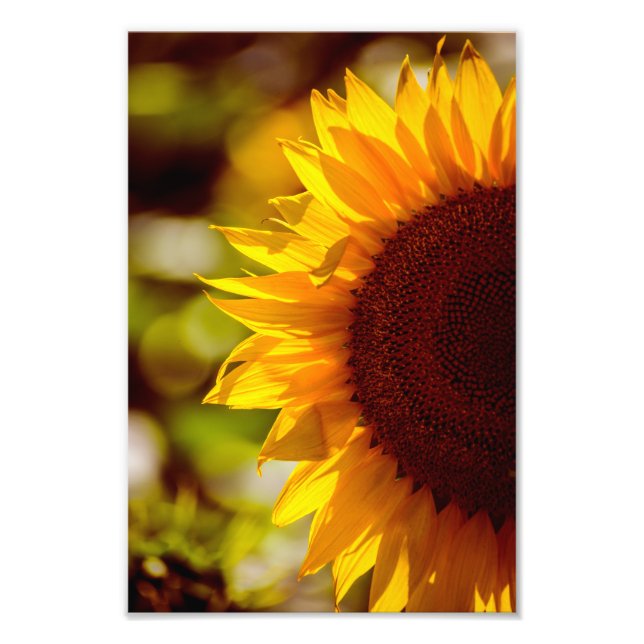 Foto Solros Blommig Naturfotografi (Framsidan)
