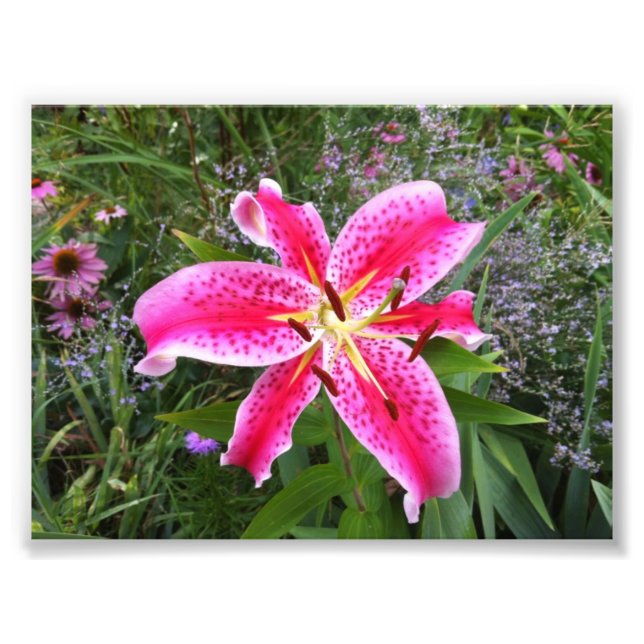 Foto - Stargazer Lily (Framsidan)