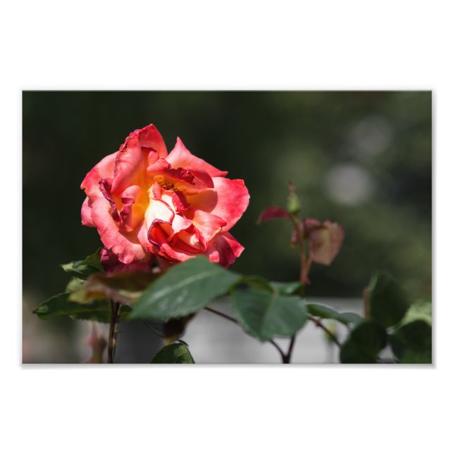 Foto Tryck Den Vissnande Rosen (Framsidan)