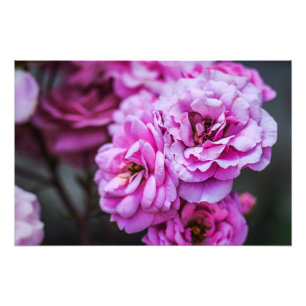 Foto Tryck Mjuka Rosa Rosor 