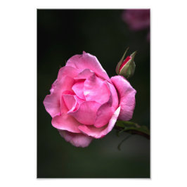 Foto Tryck Ros Blommig Naturfotografi