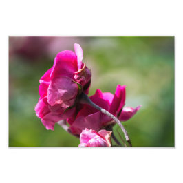 Foto Tryck Ros - Magenta Grace