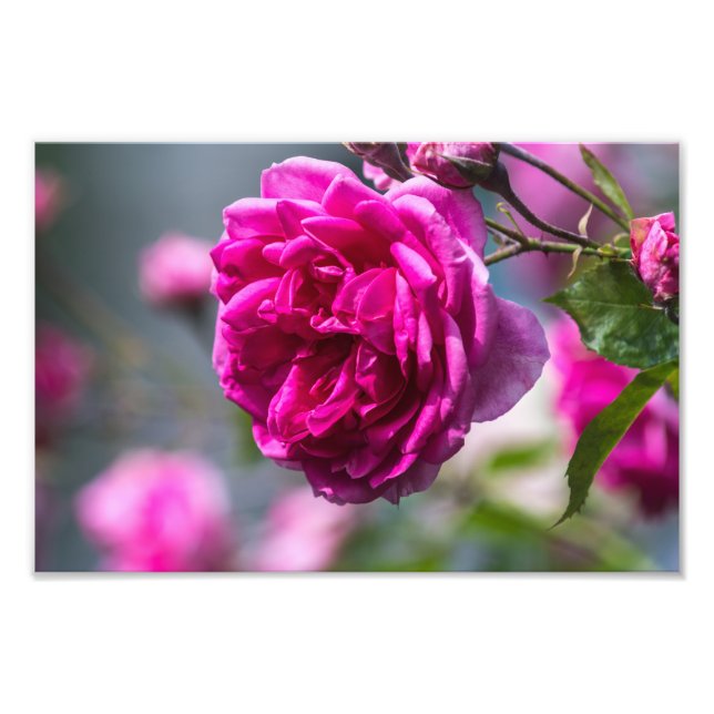 Foto tryck Rosa Ros Fotografi (Framsidan)