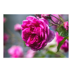 Foto tryck Rosa Ros Fotografi