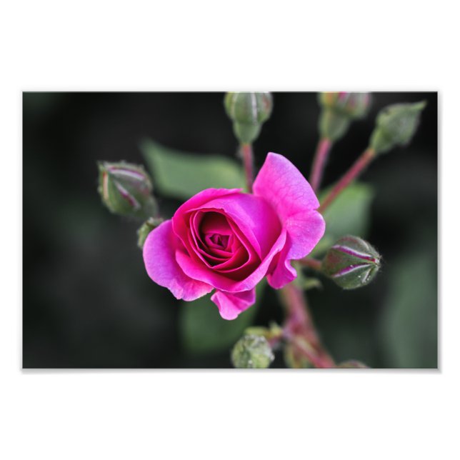 Foto Tryck Rosa Ros och Knoppar Fotografi (Framsidan)