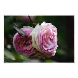 Foto Tryck Rosa Rosor - Röda Duett