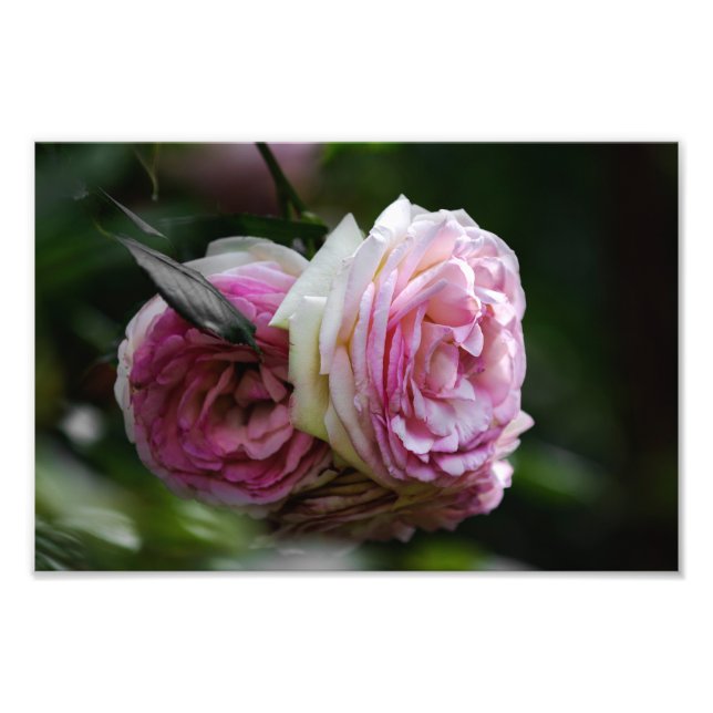 Foto Tryck Rosa Rosor - Röda Duett (Framsidan)