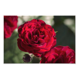 Foto Tryck Rosor - Velvet Radiance