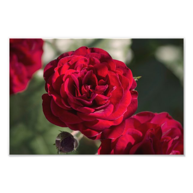 Foto Tryck Rosor  - Velvet Radiance (Framsidan)