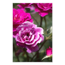 Foto Tryck Vackra Rosor Fotografi