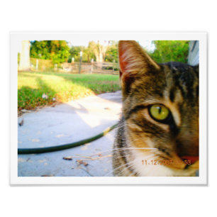 Foto Un-Namngiven tabby katt "Lolo ",